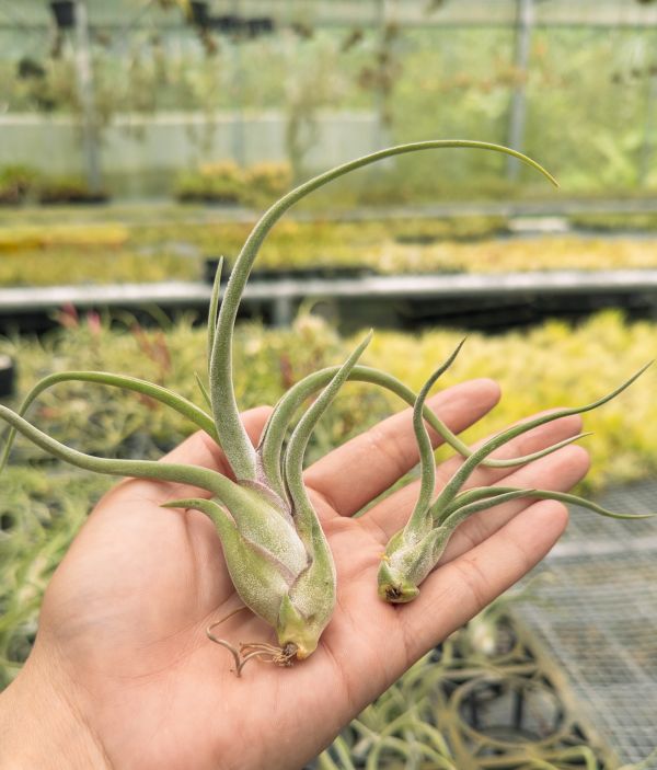 女王頭／Tillandsia caput medusae 空氣鳳梨,鳳梨花,淨化空氣,綠化,園藝,Tillandsia