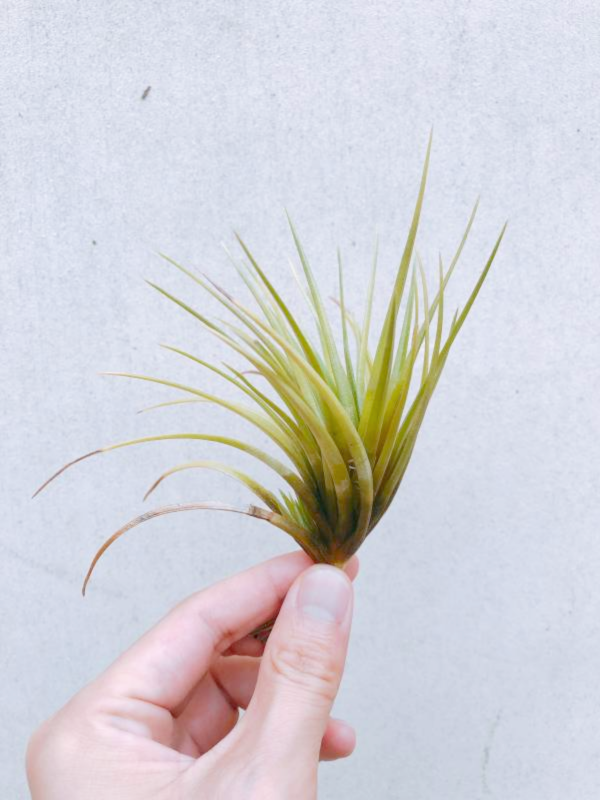 杜拉／Tillandsia dura 空氣鳳梨，鳳梨花，淨化空氣，綠化，園藝，Tillandsia