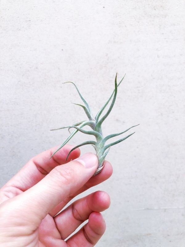 白水晶／Tillandsia diaguitensis 空氣鳳梨，鳳梨花，淨化空氣，綠化，園藝，Tillandsia