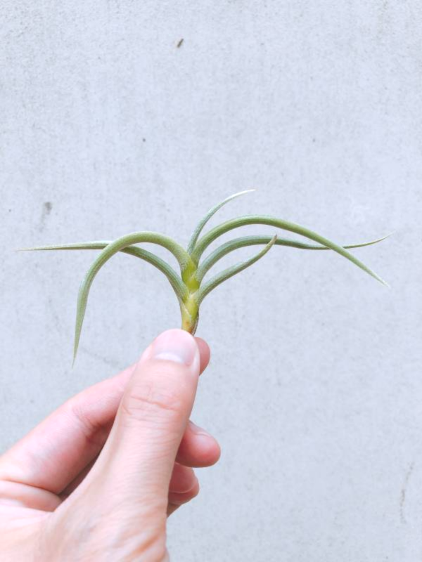 牛角／Tillandsia myosura 空氣鳳梨,鳳梨花,淨化空氣,綠化,園藝,Tillandsia