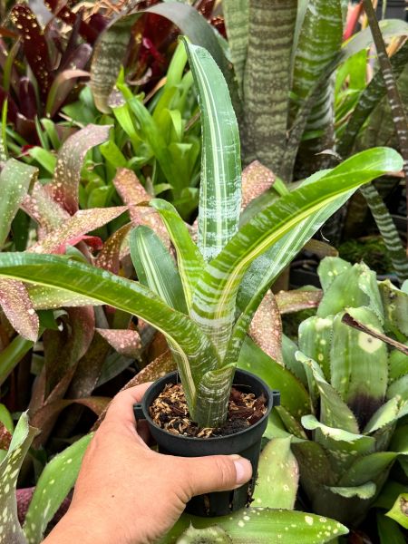 青色斑馬／Aechmea fasciata var. 積水鳳梨,鳳梨花