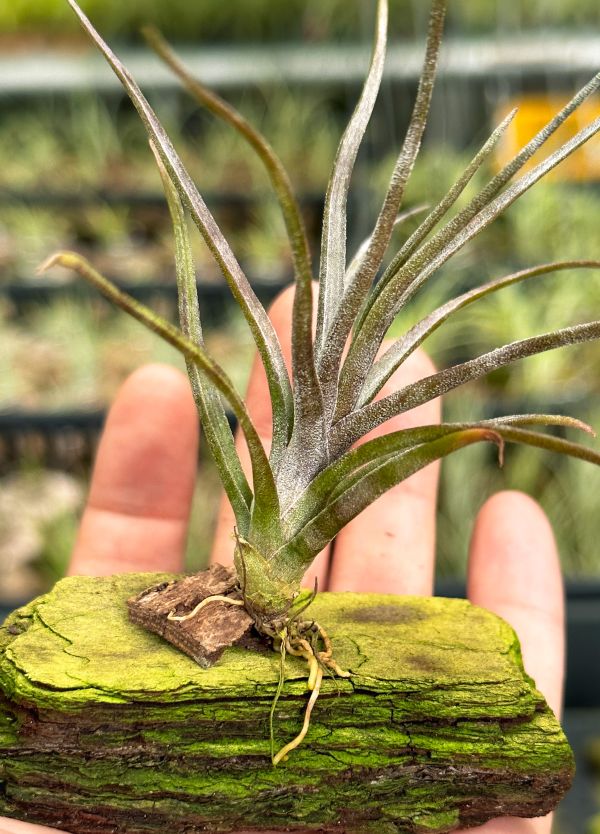 (#3章魚型)柳電交小章實生苗／Tillandsia (balbisiana x streptophylla) x seleriana 空氣鳳梨,鳳梨花,淨化空氣,綠化,園藝,Tillandsia