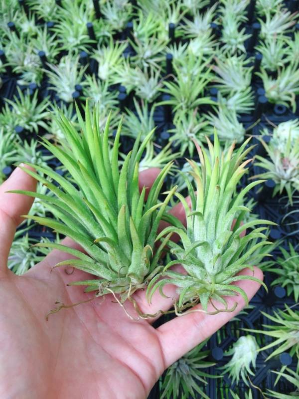 龍小精靈／Tillandsia ionantha 'Ron' 空氣鳳梨，鳳梨花，淨化空氣，綠化，園藝，Tillandsia