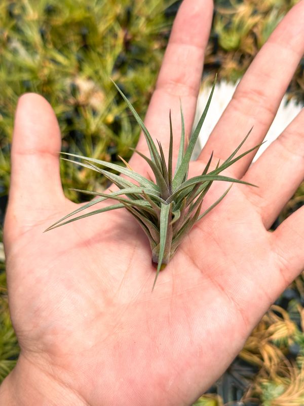 紫葉阿珠伊／Tillandsia araujei 'Purple Star' 空氣鳳梨,鳳梨花,淨化空氣,綠化,園藝,Tillandsia