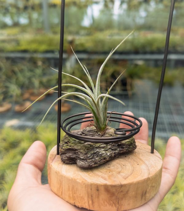 勞倫茲交犀牛實生苗／Tillandsia lorentziana x seleriana 空氣鳳梨,鳳梨花,淨化空氣,綠化,園藝,Tillandsia