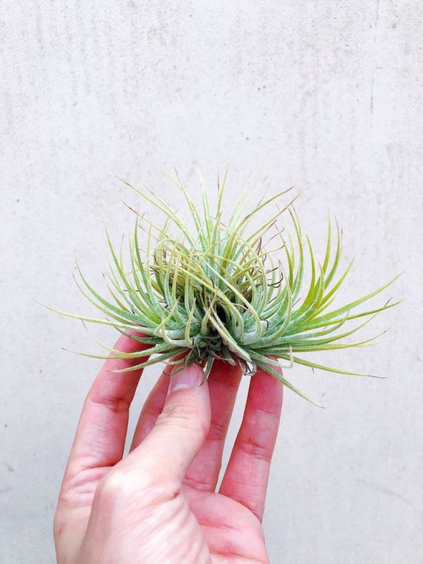 成叢-德魯伊小精靈Tillandsia ionantha 'Druid' 空氣鳳梨，鳳梨花，淨化空氣，綠化，園藝，Tillandsia