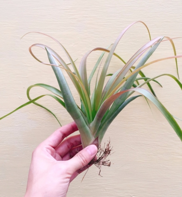 煙火／Tillandsia flabellata 空氣鳳梨，鳳梨花，淨化空氣，綠化，園藝，Tillandsia