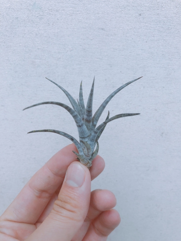 (小）斑馬空鳳／Tillandsia hildae 空氣鳳梨，鳳梨花，淨化空氣，綠化，園藝，Tillandsia