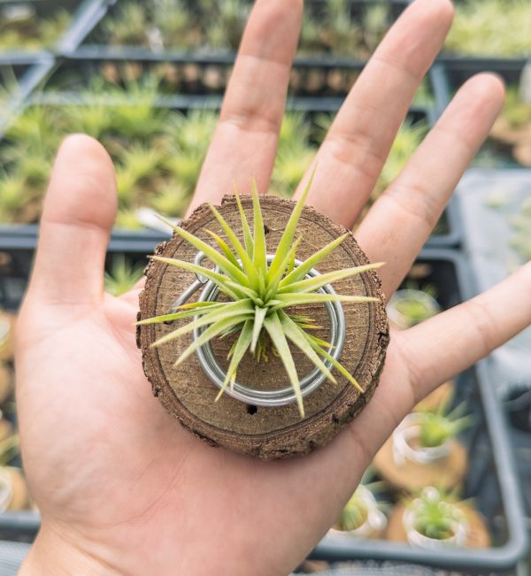 大男孩小精靈交紅粉佳人實生苗／Tillandsia ionantha 'Big Boy' x achyrostachy 空氣鳳梨,鳳梨花,淨化空氣,綠化,園藝,Tillandsia