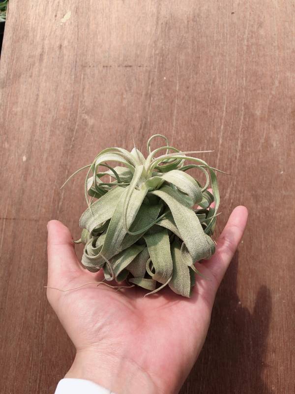 小-墨西哥電捲／Tillandsia streptophylla 'Mexico' 空氣鳳梨,鳳梨花,淨化空氣,綠化,園藝,Tillandsia