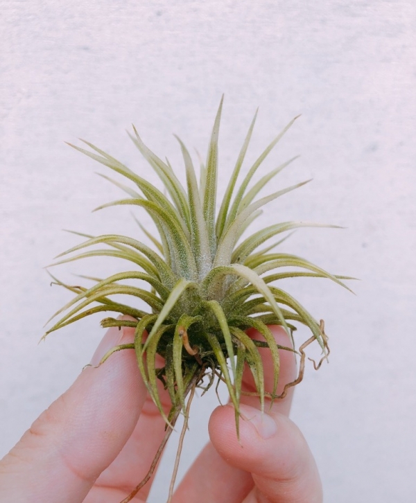 阿伯小精靈(外出藝)／Tillandsia ionantha Albo-Marginata 空氣鳳梨,鳳梨花,淨化空氣,綠化,園藝,Tillandsia