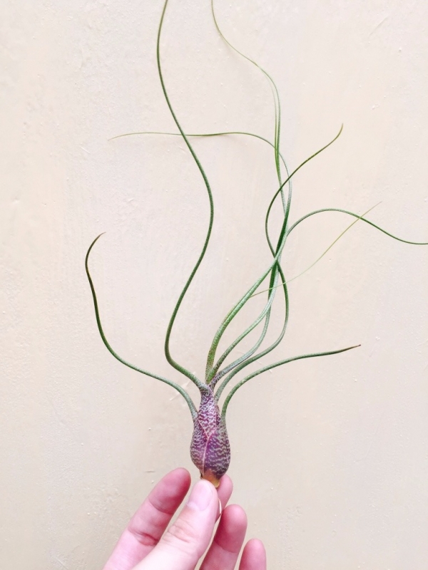 虎斑章魚／Tillandsia butzii 空氣鳳梨，鳳梨花，淨化空氣，綠化，園藝，Tillandsia