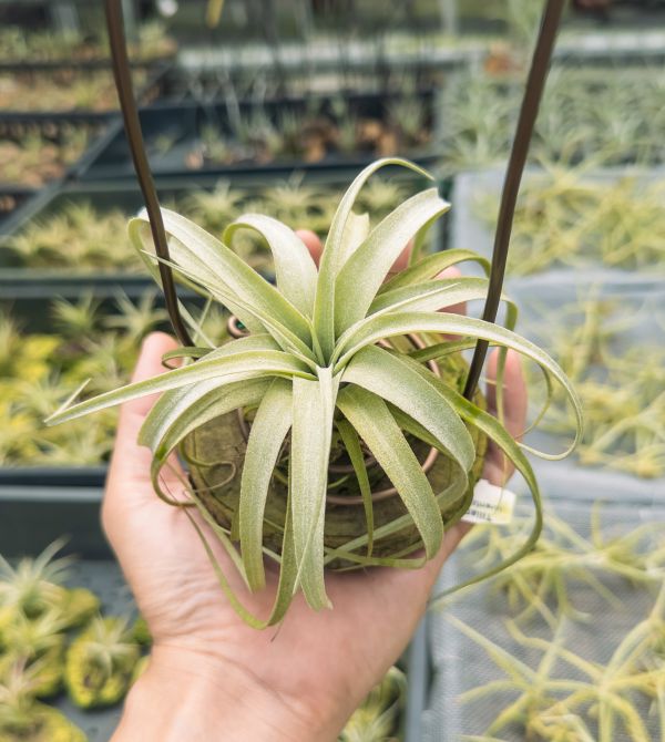 勞倫茲交墨電實生苗／Tillandsia lorentziana x streptophylla 'Mexico' 空氣鳳梨,鳳梨花,淨化空氣,綠化,園藝,Tillandsia