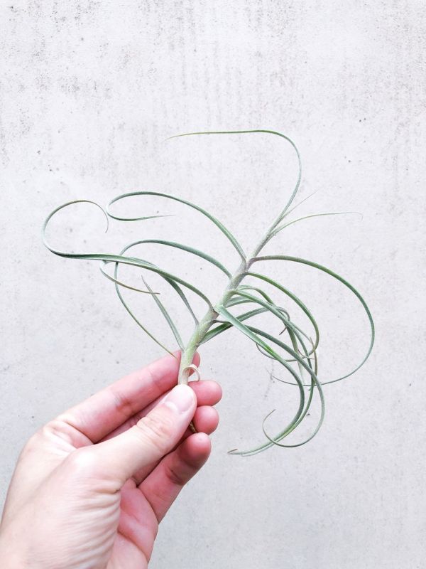 藍花松蘿x樹猴/Tillandsia 'Wonga' 空氣鳳梨,鳳梨花,淨化空氣,綠化,園藝,Tillandsia