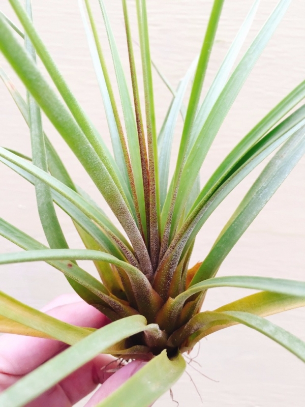 頂上花／Tillandsia rodrigueziana 空氣鳳梨，鳳梨花，淨化空氣，綠化，園藝，Tillandsia