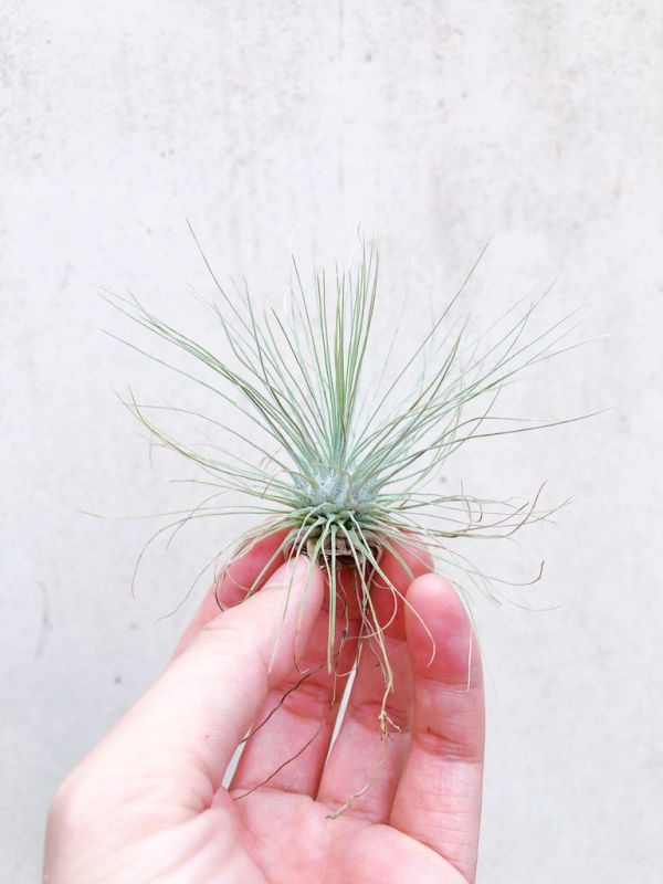 白毛毛／Tillandsia fuchsii v Gracillis 空氣鳳梨，鳳梨花，淨化空氣，綠化，園藝，Tillandsia