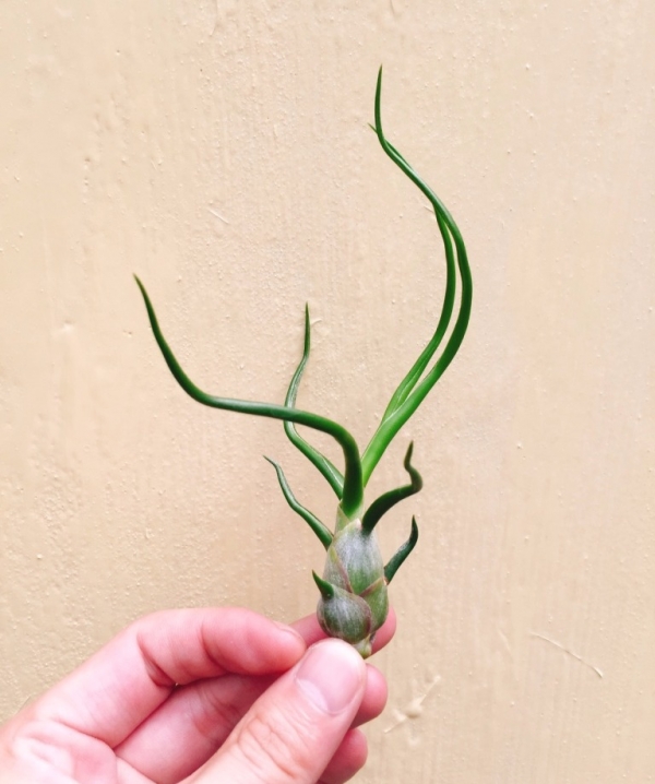 小章魚／Tillandsia bulbosa 空氣鳳梨,鳳梨花,淨化空氣,綠化,園藝,Tillandsia