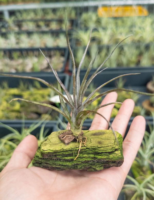 (#3章魚型)柳電交小章實生苗／Tillandsia (balbisiana x streptophylla) x seleriana 空氣鳳梨,鳳梨花,淨化空氣,綠化,園藝,Tillandsia