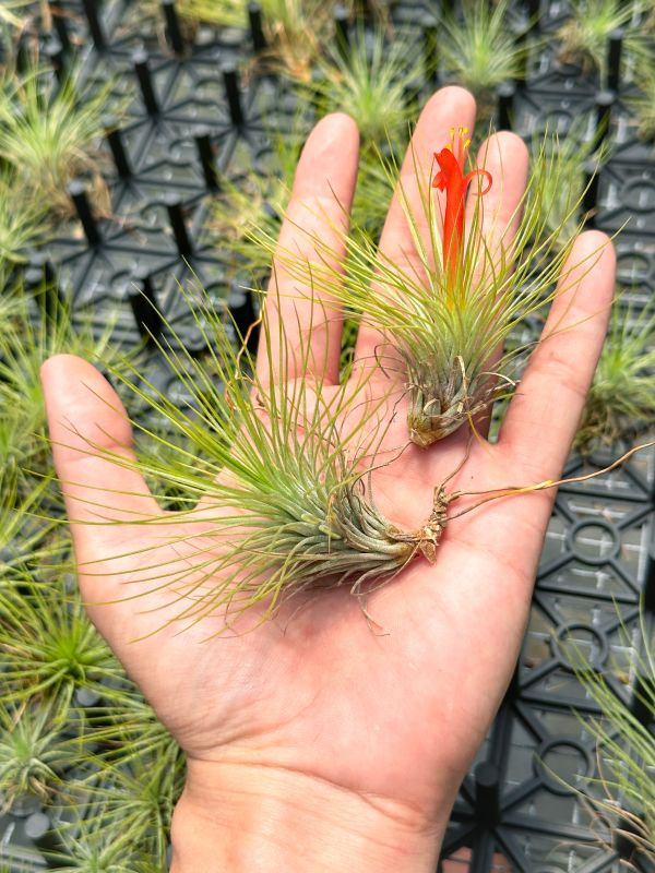 小狐尾x紅寶石／Tillandsia funckiana x andreana 空氣鳳梨,鳳梨花,淨化空氣,綠化,園藝,Tillandsia