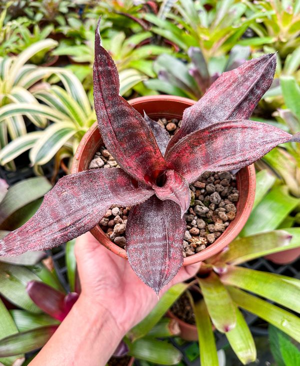 硫磺谷／Cryptanthus ‘Brimstone’ 稀有,食蟲鳳梨