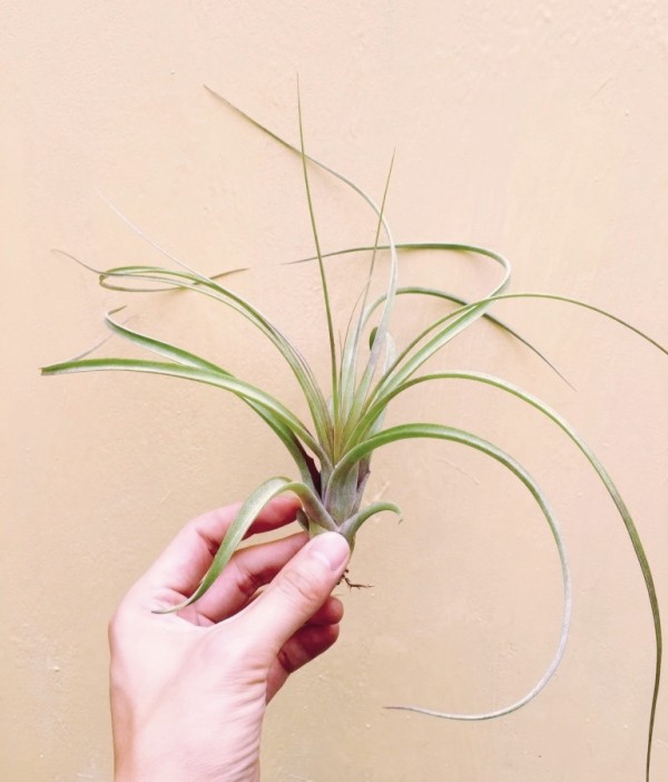 柳葉x飛牛緹娜／Tillandsia balbisiana x velutiana 空氣鳳梨,鳳梨花,淨化空氣,綠化,園藝,Tillandsia