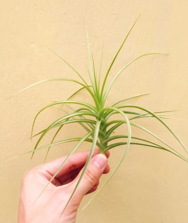 紫羅蘭未知交種／Tillandsia aeranthos ‘Hybrid Giant' 空氣鳳梨，鳳梨花，淨化空氣，綠化，園藝，Tillandsia