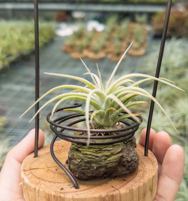 河電交醬爆實生苗／Tillandsia (ehlersiana x streptophylla) x 'Jumbo' 空氣鳳梨,鳳梨花,淨化空氣,綠化,園藝,Tillandsia