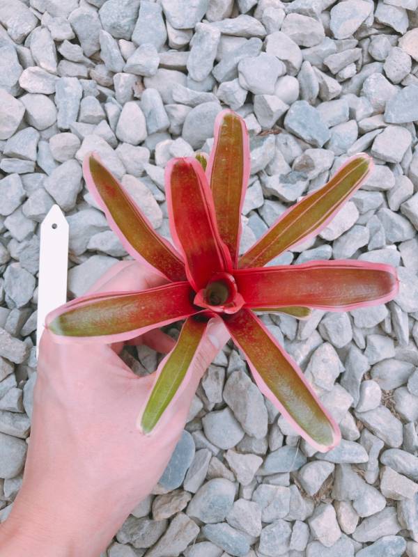 Neoregelia Rosi Fireball 積水鳳梨，鳳梨花