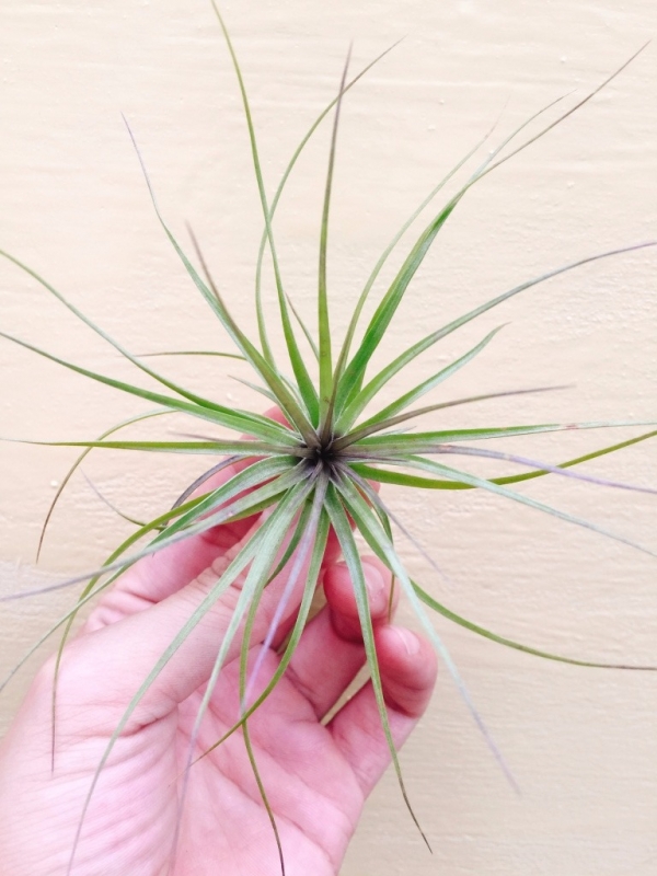 密林紫水晶／Tillandsia tenuifolia ‘Purple Bush’ 空氣鳳梨，鳳梨花，淨化空氣，綠化，園藝，Tillandsia