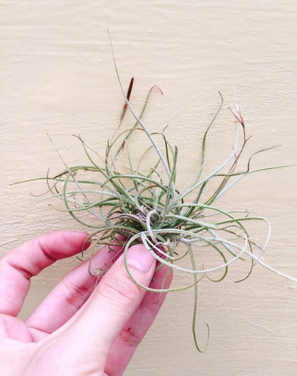 球青苔／Tillandsia recurvata 空氣鳳梨,鳳梨花,淨化空氣,綠化,園藝,Tillandsia