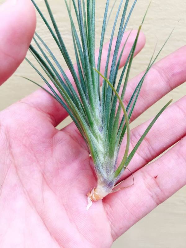 賽德利／Tillandsia seideliana 空氣鳳梨,鳳梨花,淨化空氣,綠化,園藝,Tillandsia