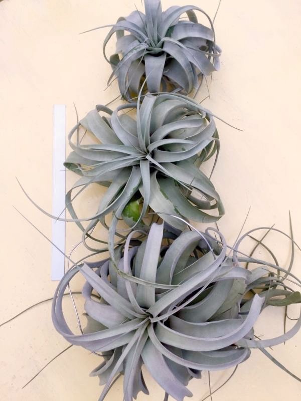 中-長捲葉霸王／Tillandsia xerographica f. var 空氣鳳梨，鳳梨花，淨化空氣，綠化，園藝，Tillandsia