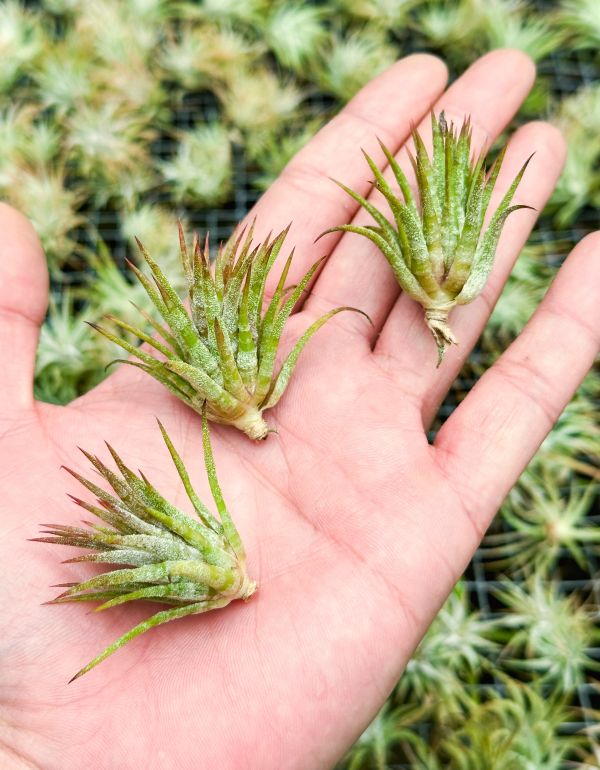 綠色型小精靈／Tillandsia ionantha 'Green' 空氣鳳梨,鳳梨花,淨化空氣,綠化,園藝,Tillandsia