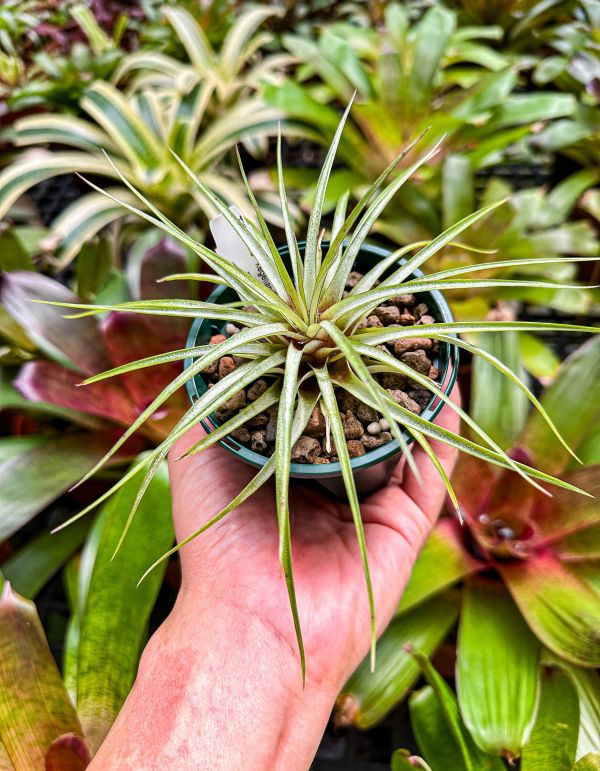 牡丹扇／Tillandsia kegeliana 空氣鳳梨,鳳梨花,淨化空氣,綠化,園藝,Tillandsia