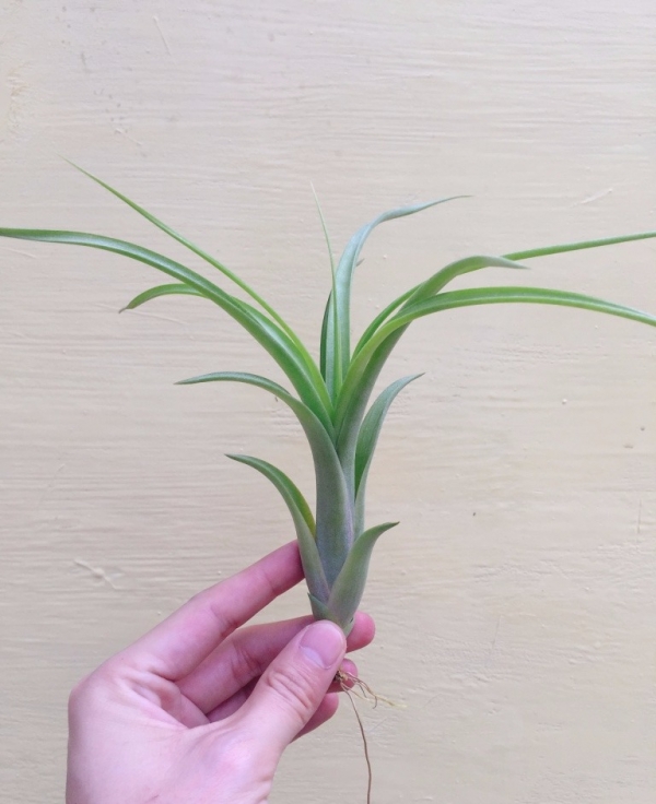 旋轉提姆／Tillandsia Twisted Tim 空氣鳳梨,鳳梨花,淨化空氣,綠化,園藝,Tillandsia