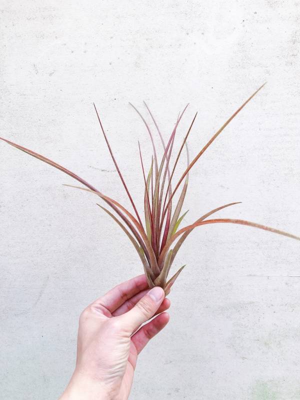 紅珊瑚／Tillandsia chlorophylla 空氣鳳梨，鳳梨花，淨化空氣，綠化，園藝，Tillandsia