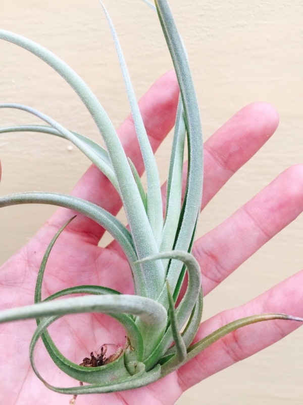 晨曦交種／Tillandsia micans Hybrid 空氣鳳梨,鳳梨花,淨化空氣,綠化,園藝,Tillandsia