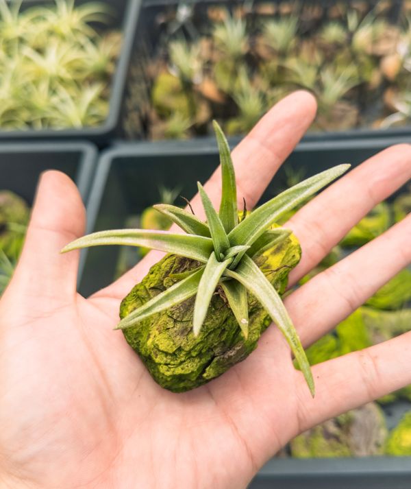 實生苗／Tillandsia 'Curly Slim' x santosiae 空氣鳳梨,鳳梨花,淨化空氣,綠化,園藝,Tillandsia