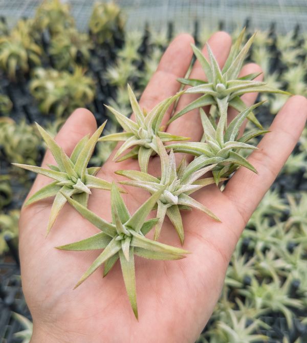 小-醬爆小精靈／Tillandsia ionantha var. van-hyningii "Jumbo" 空氣鳳梨,鳳梨花,淨化空氣,綠化,園藝,Tillandsia