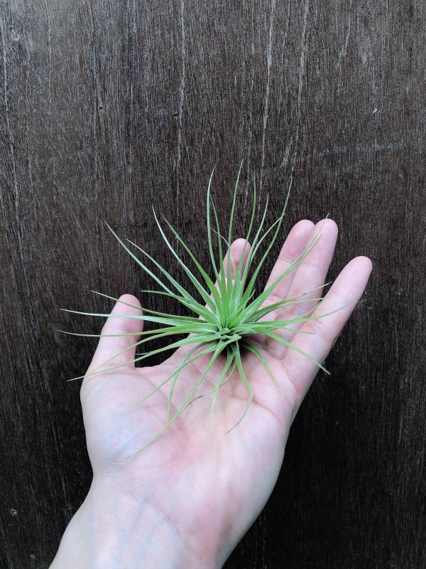 硬葉多國花／Tillandsia stricta Bak 空氣鳳梨,鳳梨花,淨化空氣,綠化,園藝,Tillandsia