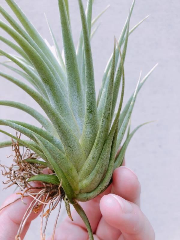 小精靈交空可樂／Tillandsia ionantha x concolor 空氣鳳梨，鳳梨花，淨化空氣，綠化，園藝，Tillandsia