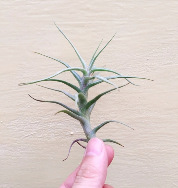 白水晶／Tillandsia diaguitensis 空氣鳳梨，鳳梨花，淨化空氣，綠化，園藝，Tillandsia