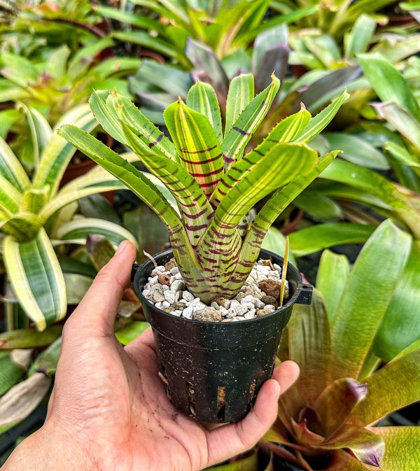 斑斑／Neoregelia 'Half Point' 積水鳳梨,鳳梨花