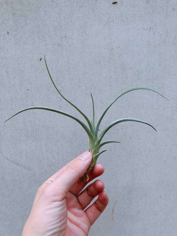 神秘彩虹／Tillandsia Mystic Rainbow 空氣鳳梨，鳳梨花，淨化空氣，綠化，園藝，Tillandsia