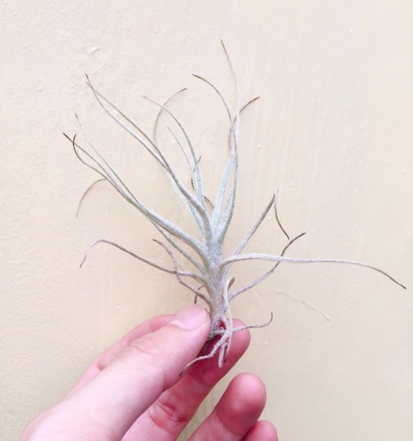 楚斯岡/Tillandsia chusgonensis 空氣鳳梨，鳳梨花，淨化空氣，綠化，園藝，Tillandsia