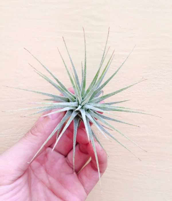 小精靈小精靈／Tillandsia ionantha Ionantha 空氣鳳梨,鳳梨花,淨化空氣,綠化,園藝,Tillandsia