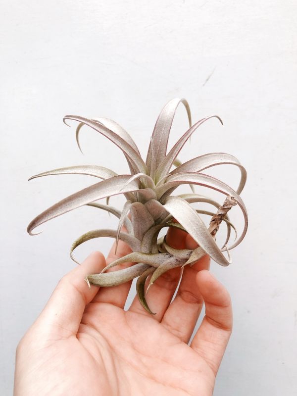 羅西歐／Tillandsia roseoscapa 空氣鳳梨,鳳梨花,淨化空氣,綠化,園藝,Tillandsia