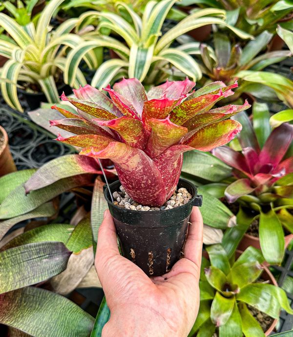 多多／Neoregelia 'More or Less' 積水鳳梨,鳳梨花