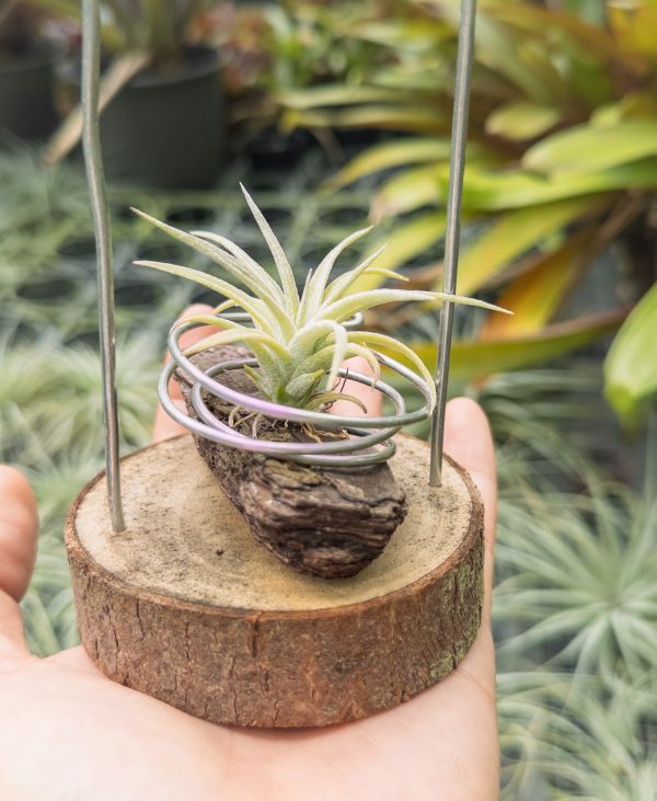 墨電交醬爆實生苗／Tillandsia streptophylla 'Mexico' x 'Jumbo' 空氣鳳梨,鳳梨花,淨化空氣,綠化,園藝,Tillandsia