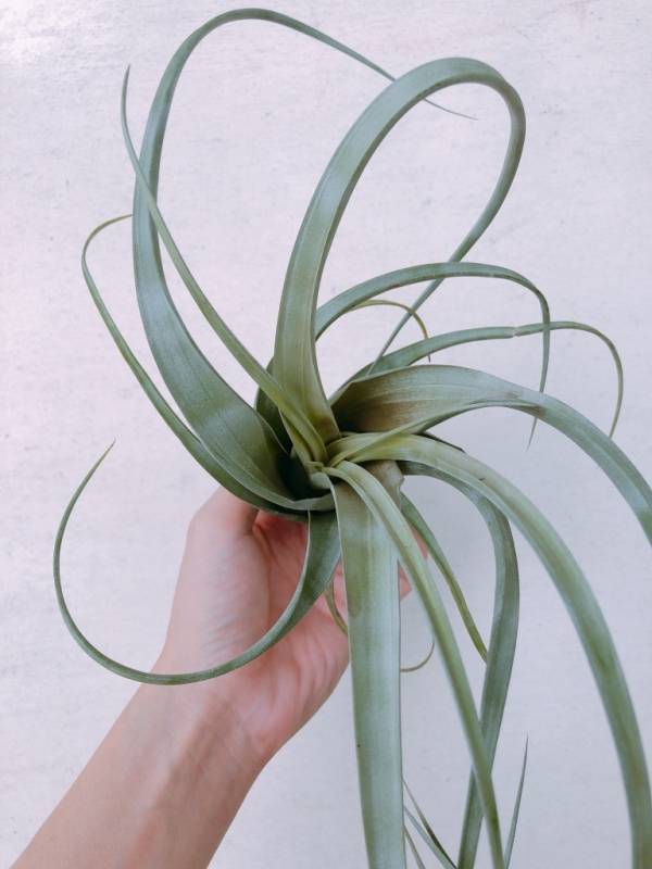 實生-麻花捲旋風木柄鳳／Tillandsia flexuosa 空氣鳳梨,鳳梨花,淨化空氣,綠化,園藝,Tillandsia